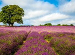 Visit Mayfield Lavender Farm, Banstead, England