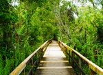 Explore Big Cypress Bend, Fakahatchee Strand Preserve State Park, Florida