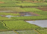 Tour Ho'opulapula Haraguchi Rice Mill & Taro Fields, Kauai, Hawaii