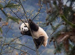 Visit Bifengxia Panda Base, Ya'an, China