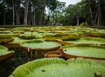 Visit Sir Seewoosagur Ramgoolam Botanical Garden, Mauritius