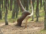 Visit Dancing Forest, Curonian Spit, Kaliningrad Oblast, Russia