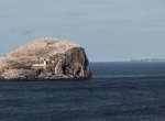 Birding Tour of Bass Rock, Scotland