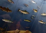 Visit Fisheries Museum, Hel, Poland