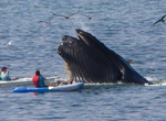 Go Whale Watching at Avila Beach Bay, California