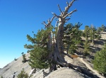 See Old Wally Wadron Tree, Mount Baden-Powell, California