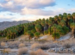 Explore Coachella Valley Preserve, California