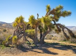 Camp at Walker Pass Campground, California