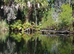 Explore Chassahowitzka Wildlife Management Area (WMA), Florida