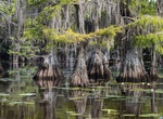 Explore Caddo Lake State Park, Texas