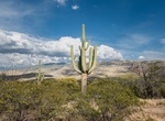 Hike or Mountain Bike Cactus Forest Trail, Saguaro National Park, Arizona