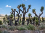See Isabella Walker Pass Road Joshua Trees, California