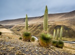 See a Puya Raimondii (Queen of the Andes)