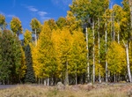 Visit Aspen Corner, Coconino National Forest, Arizona