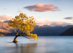 See The Wanaka Tree, Lake Wanaka, New Zealand