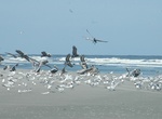 Birdwatching at Dungeness Beach, Cumberland Island National Seashore, Georgia