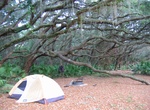 Camp at Stafford Beach Campground, Cumberland Island National Seashore, Georgia