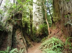 Hike Boy Scout Tree Trail, Jedediah Smith Redwoods State Park, California