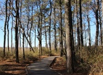 Hike Life of the Forest Trail, Assateague Island National Seashore, Maryland
