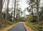Hike Woodland Trail, Assateague Island National Seashore, Virginia