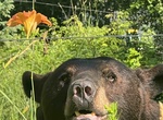Visit Wisconsin Black Bear Education Center, Wausau, Wisconsin