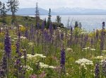 Visit Steamboat Point Picnic Ground, Yellowstone Lake, Yellowstone National Park, Wyoming
