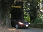 Drive through Klamath Tour Thru Tree, Klamath, California
