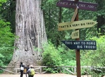 Visit Big Tree Wayside, Prairie Creek State Park, California