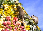 Attend Monkey Buffet Festival, Lopburi, Thailand
