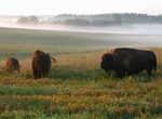 Explore Neal Smith National Wildlife Refuge, Iowa