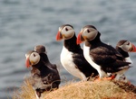See Puffins at Castle o'Burrian, Westray Island, Orkney Islands, Scotland