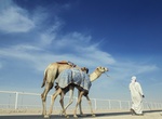 Visit Al Shahaniya Camel Racetrack, Qatar