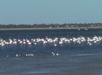 Visit Flamingo Island, Djerba, Tunisia