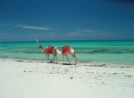 Visit Djerba, Tunisia (UNESCO site)