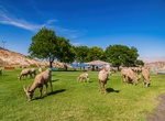 See Bighorn Sheep at Bighorn Park (Hemenway Park), Boulder City, Nevada
