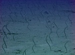Dive with Garden Eels off Kona, Hawaii