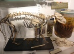 Explore The Grant Museum of Zoology
