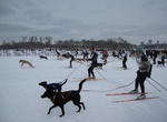 Try Skijoring