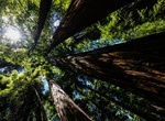 Explore Hendy Woods State Park, Mendocino County, California