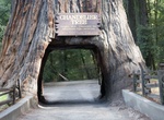 Drive through Chandelier Tree, Leggett, California