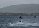 See Fungie Dolphin Statue, Dingle, Ireland