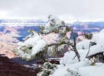 See Grand Canyon Covered in Snow, Arizona