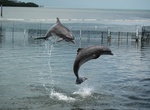 Visit Dolphin Research Center, Grassy Key, Florida