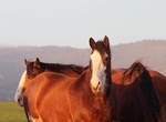 Visit Covells California Clydesdales, Cambria, California