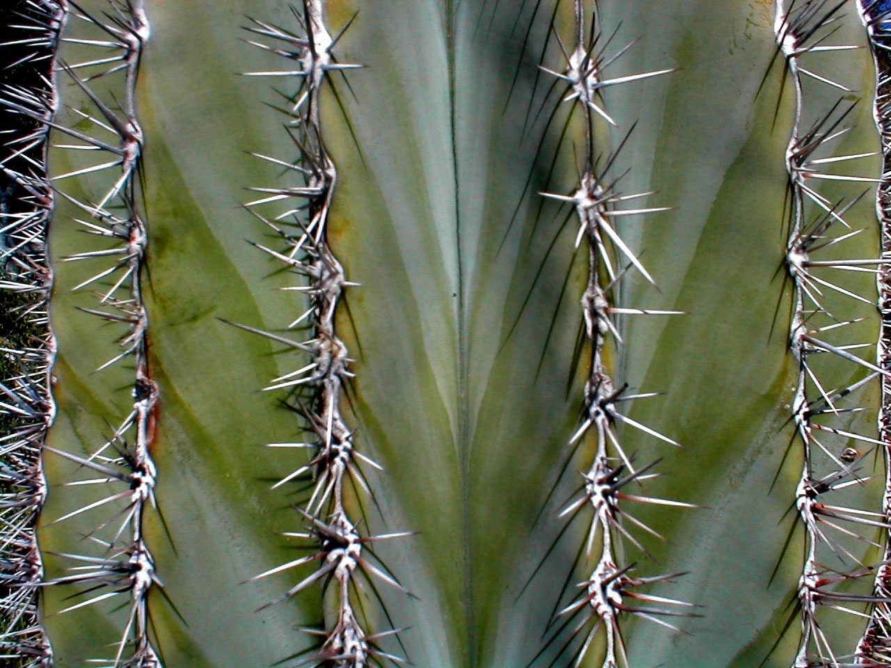 El Rosario & Cactus Sanctuary