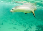 Swim with Sea Lions in Baird Bay, South Australia