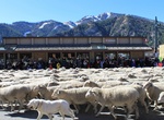 Attend Trailing of the Sheep Festival, Ketchum & Hailey, Idaho