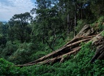Explore Kitum Cave, Mount Elgon National Park, Kenya