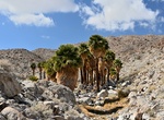 Hike Mountain Palm Springs - Southwest Grove Loop, Anza-Borrego Desert State Park, California