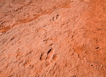 Visit Warner Valley Dinosaur Track Site, Utah